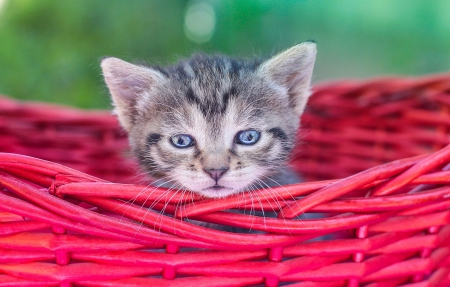 Cat - sleepy, cute, beautiful, cat, sleeping, kitty, cats, hat, cat face, paws, face, animals, pretty, beauty, sweet, kitten, lovely