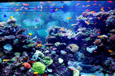 Aquarium! - coral reefs, colour, water, fish