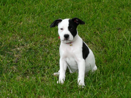 Glitch the Puppy - doggie, black and white dog, puppy, pitbulls