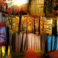 Autumn Forest Collage