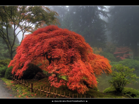 JAPANESE MAPLE TREE - FALL, TREE, MAPLE, COLORS, JAPANESE