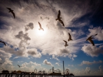 seagulls near an amusement park on a pier