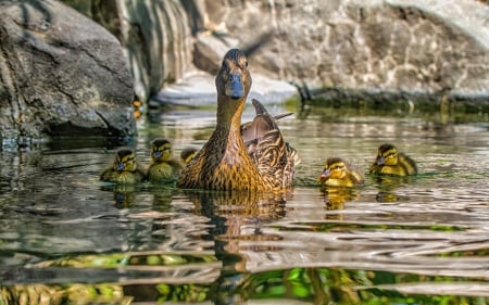 mama and baby ducks - ducks, lake, family, rocks