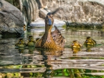 mama and baby ducks