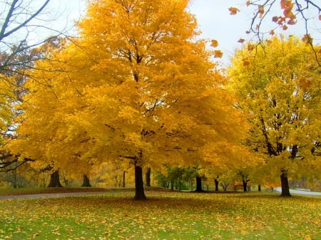 Autumn gold - autumn, trees, yellow, gold