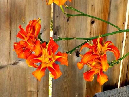 sun roasted - orange, flowers, petals, lillies