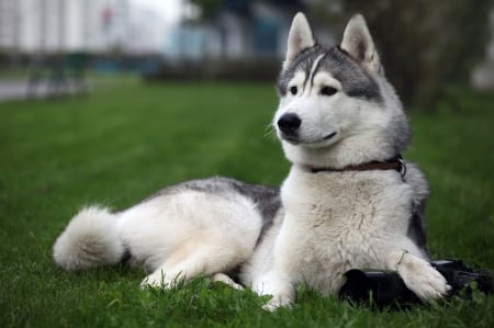 dog - pretty, camara, cute, dog, closeup