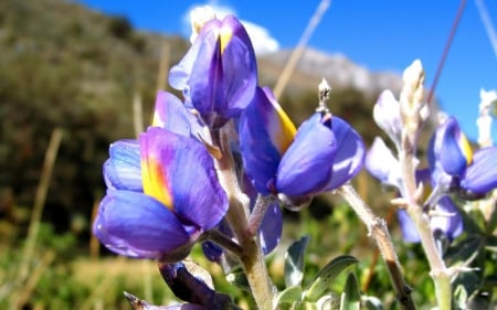 Beautiful Irises - flowers, irises, nature, beautiful, field