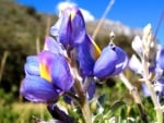 Beautiful Irises