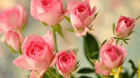 Pink Rose - lovely, beautiful, pink, rose