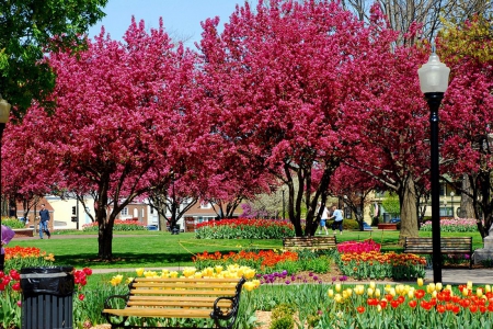 Spring Blossoms - bench, trees, tulips, park