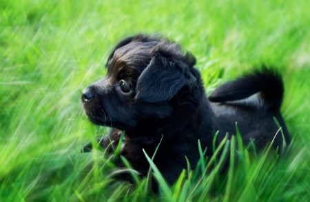 Born to be Wild - dog, puffy, animals, dogs, grass, black