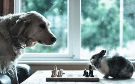 In a rainy day... - rain, day, funny, black, chess, white, rabbit, window, dog, animal, green, cute