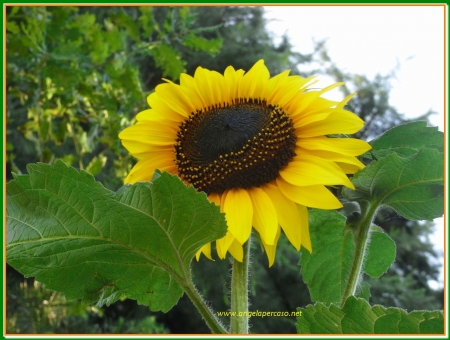 girasole - natura, estate, giardino, girasole