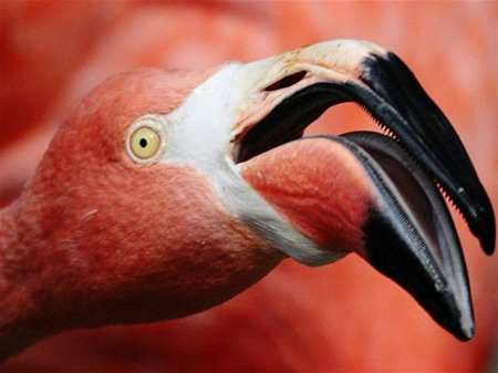 I'm watching you - Elegant, Beak, Orange, Pink, Flamingo, Eye