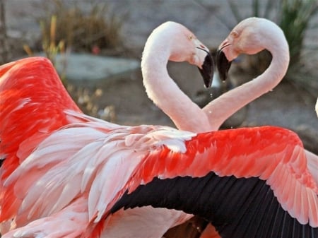 Told you my Wings were Longer than Yours - flamingo, feathers, pink, orange, elegant, stunning, black