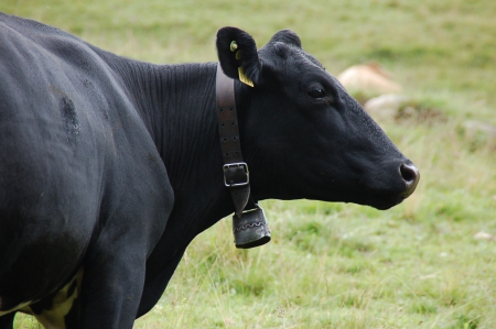 Cow - animal, summer, natur, black cow