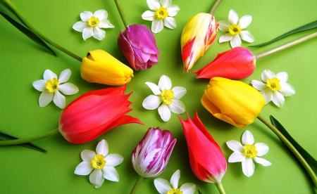 Circle of flowers - nice, elegance, delicate, circle, colorful, tulips, tender, lovely, pretty, arrangement, petals, beautiful, leaves, flowers, decoration, harmony