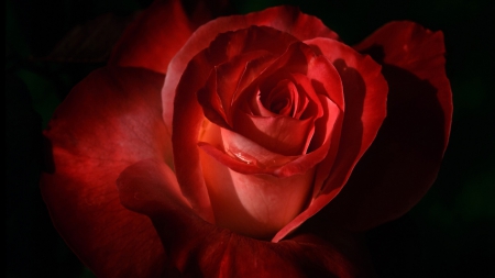 BIG RED - BIG, ROSE, FAVORITES, GARDEN, RED