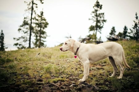 Dog - face, pretty, playful dog, cute, animals, beautiful, sweet, puppy, playful, dogs, puppies, lovely, dog face