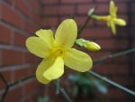 Stunning Jasmine flower