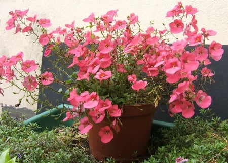 Pink plant - flowers, nature, floral, plant, pink