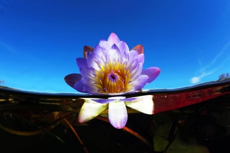 Water Lily from Beneath - water, pond, beautiful, polynesia, flower, lily, tahiti, nature, tropical, bora bora, underwater, exotic