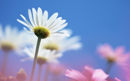 Tiny White Flower w/Blurred Effect. - white, flower, pink, effect, nature, blurred, daisy