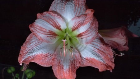 Flower - white, flower, pink, beautiful