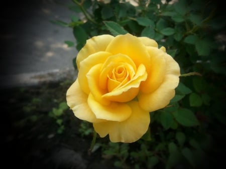 Yelo Rose - Rose, flowers, natur, Yelo