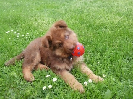 German Shepherd - German shepherd, dog, adorable, puppy, sweet