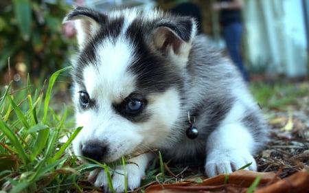 Husky - pretty, beautiful, dog face, puppies, lovely, playful dog, sweet, playful, dogs, cute, face, puppy, animals