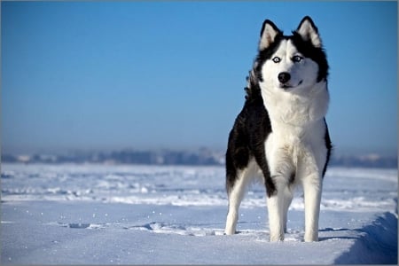 Husky - pretty, beautiful, dog face, puppies, lovely, playful dog, sweet, playful, dogs, cute, face, puppy, animals