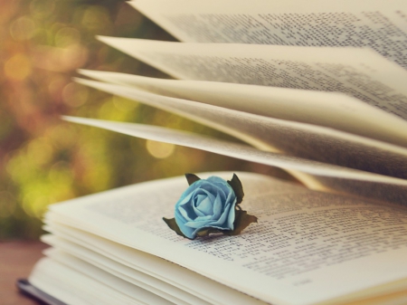 Still life - book, still life, rose, pages