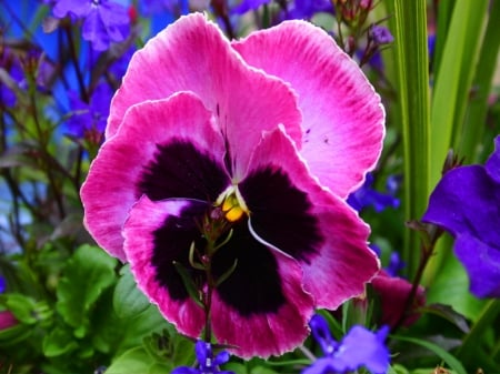 Perfection - black, pansy, flower, pink