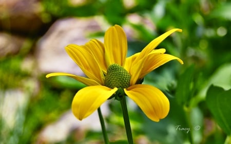 Yellow Flower - yellow flower, pretty, yellow, daisy-like