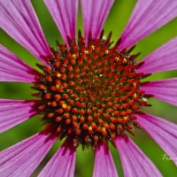 Echinacea Flower