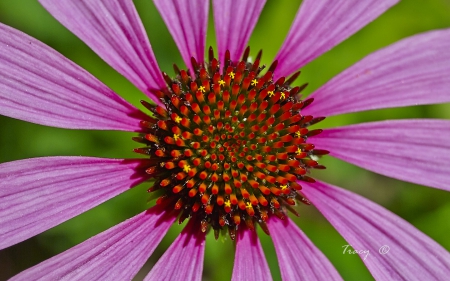 Echinacea Flower - cone flower, pretty, echinacea, echinacea flower, purple flower