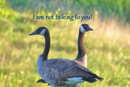 Not Talking to You - geese, goose, nature, humorous, angy, funny, attitude, indifference