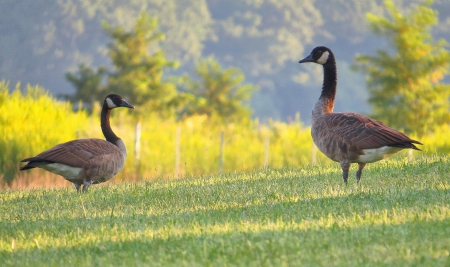 Geese Out for the Evening - nature, evening, geese, animal, goose