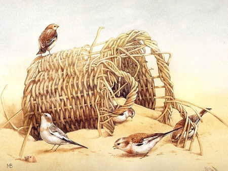 A nest in the sand - primitive nature, animal-birds, nature elements