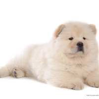 Chow Chow Puppy