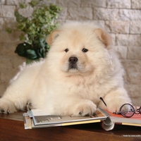 Nerdy Chow Chow