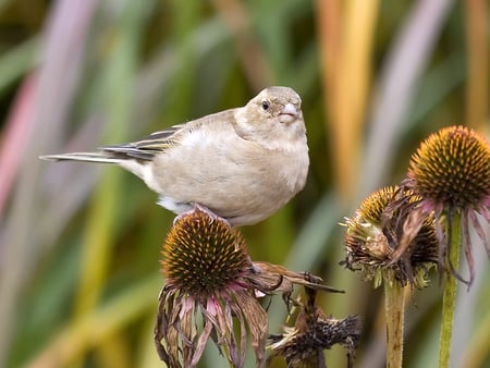 garden warbler seeds - cute, birds