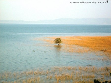 grassland in water  - beautifull, beach