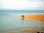 grassland in water 