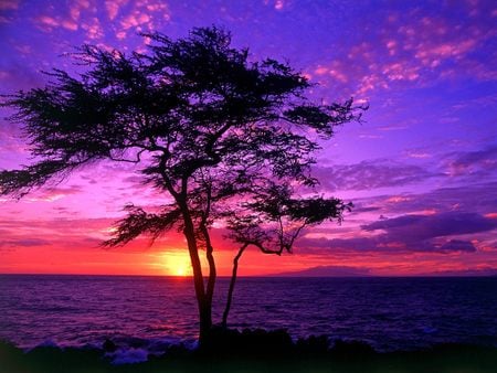 Kiawe Tree Wailea Maui Hawaii - sky, clouds, evening, hawaii, trees, sunset, nature