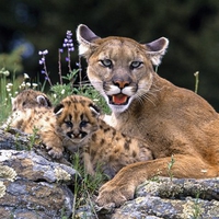 Mountain Lion With Cub