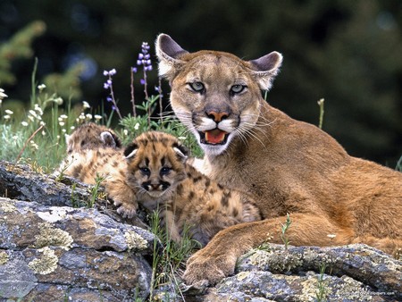 Mountain Lion With Cub - cub, lion, mountain