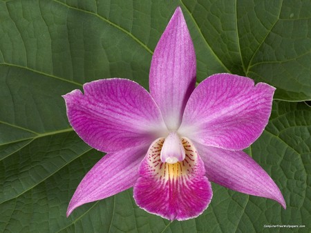 Persimmon - flower, beauty